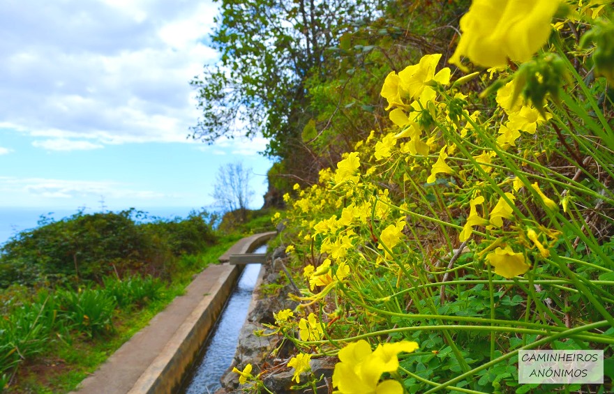 Levada Nova walk, details